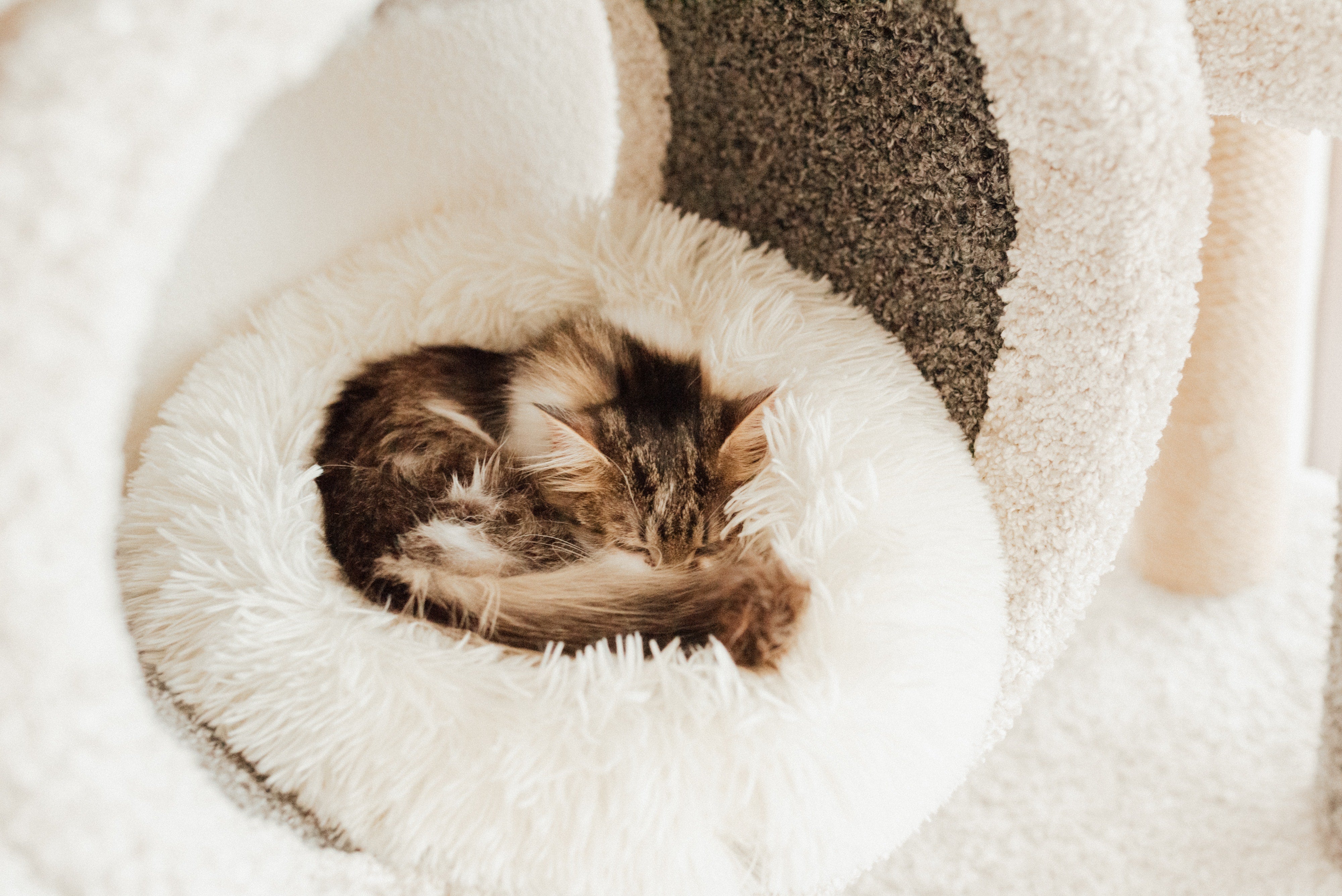 Für welche Katzen ist das Donut-Bett geeignet?